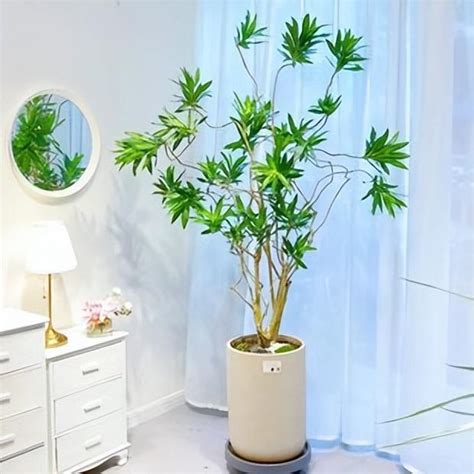 文昌植物|3种“旺文昌”植物，养护有技巧，各有特色，你喜欢哪种？